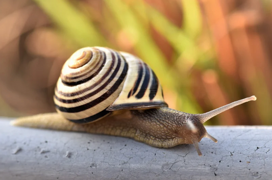 Waarom Snail Mucin zo populair is in Koreaanse Skincare